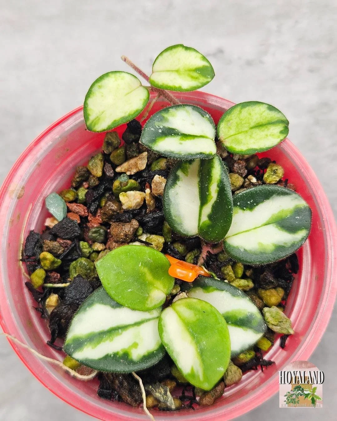 🖤 Hoya Mathilde Variegata | Stunning Variegated Hoya B 🙏 — Hoya